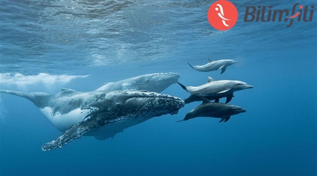 Balina ve yunuslar neden memelidir? - Kapak Görseli