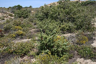 Maki Kısaca Ne Anlatır? Özlü Tanım ve Temel Özellikler - Kapak Görseli