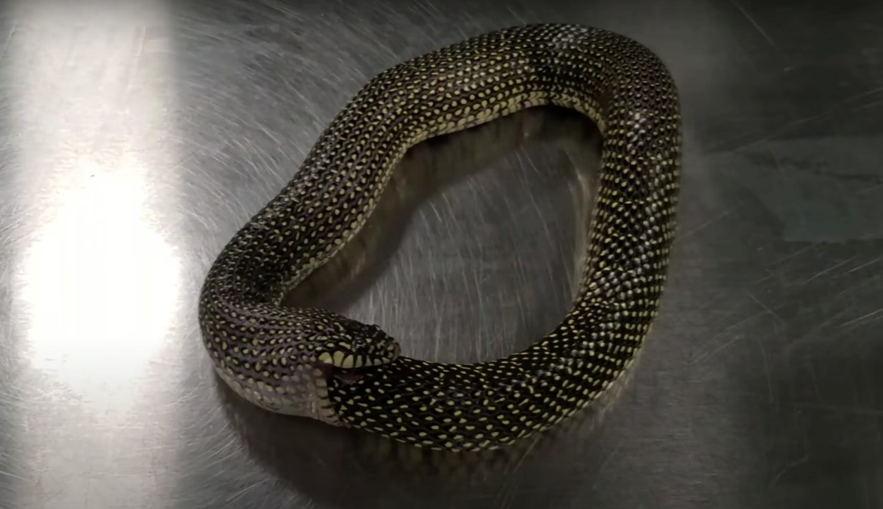 Yılan neden kendi kuyruğunu ısırır? - Kapak Görseli